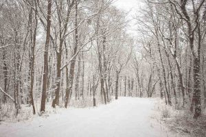 winter-forest